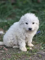 Wren (AKC), a male Great Pyrenees for sale in Wytheville, VA – Photo 1 of 9