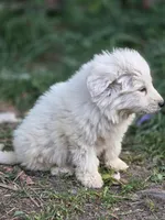 Wren (AKC), a male Great Pyrenees for sale in Wytheville, VA – Photo 2 of 9