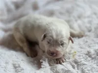 Wren (AKC), a male Great Pyrenees for sale in Wytheville, VA – Photo 2 of 7