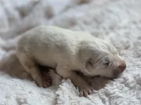 Wren (AKC), a male Great Pyrenees for sale in Wytheville, VA – Photo 3 of 7