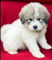 Wren (AKC), a male Great Pyrenees for sale in Wytheville, VA – Photo 7 of 7