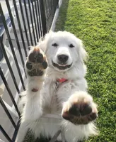 Wren (AKC), a male Great Pyrenees for sale in Wytheville, VA – Photo 4 of 7