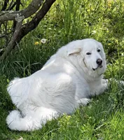 Wren (AKC), a male Great Pyrenees for sale in Wytheville, VA – Photo 6 of 7