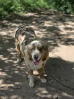 Whiskey  ( 💙), a male Australian Shepherd for sale in Wytheville, VA – 7 of 8