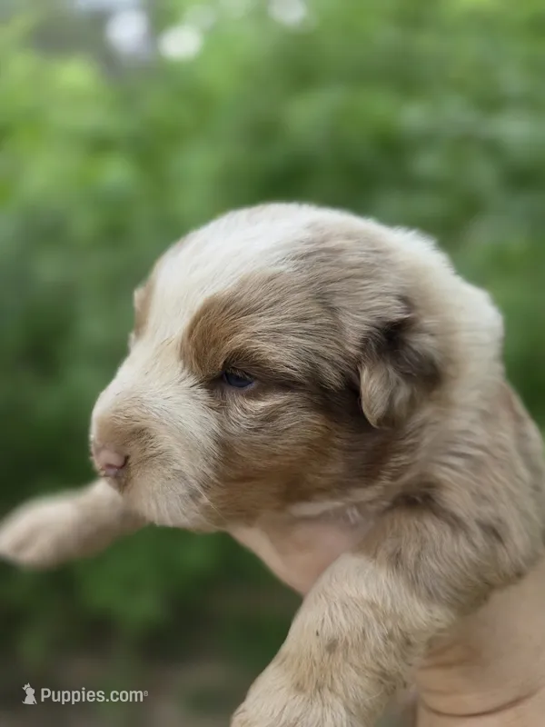 Sienna  – Australian Shepherd puppy for sale in Wytheville, VA