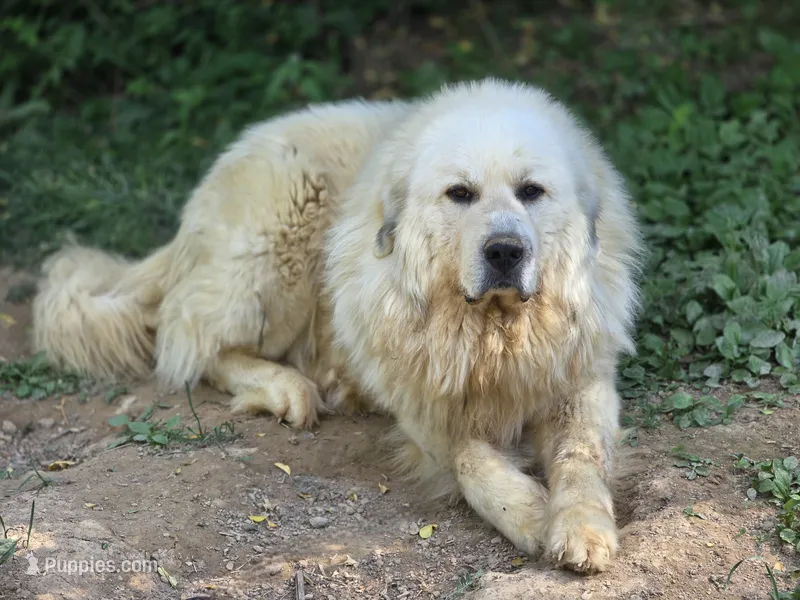 Thor (AKC) – Great Pyrenees puppy for sale in Wytheville, VA