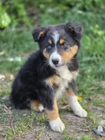 Oliver, a male Australian Shepherd for sale in Wytheville, VA – Photo 4 of 5