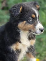 Oliver, a male Australian Shepherd for sale in Wytheville, VA – Photo 3 of 5