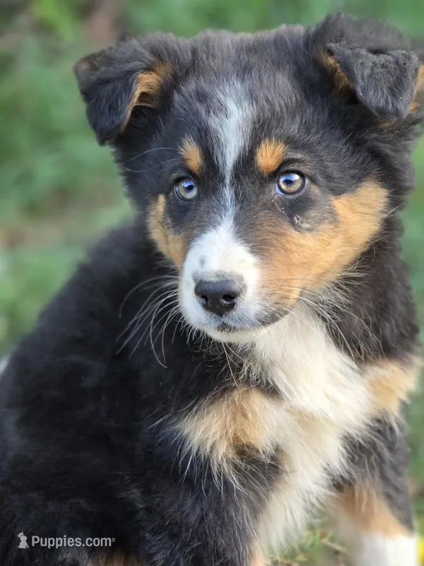 Oliver – Australian Shepherd puppy for sale in Wytheville, VA