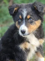 Oliver, a male Australian Shepherd for sale in Wytheville, VA – Photo 1 of 5