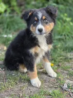 Oliver, a male Australian Shepherd for sale in Wytheville, VA – Photo 2 of 5