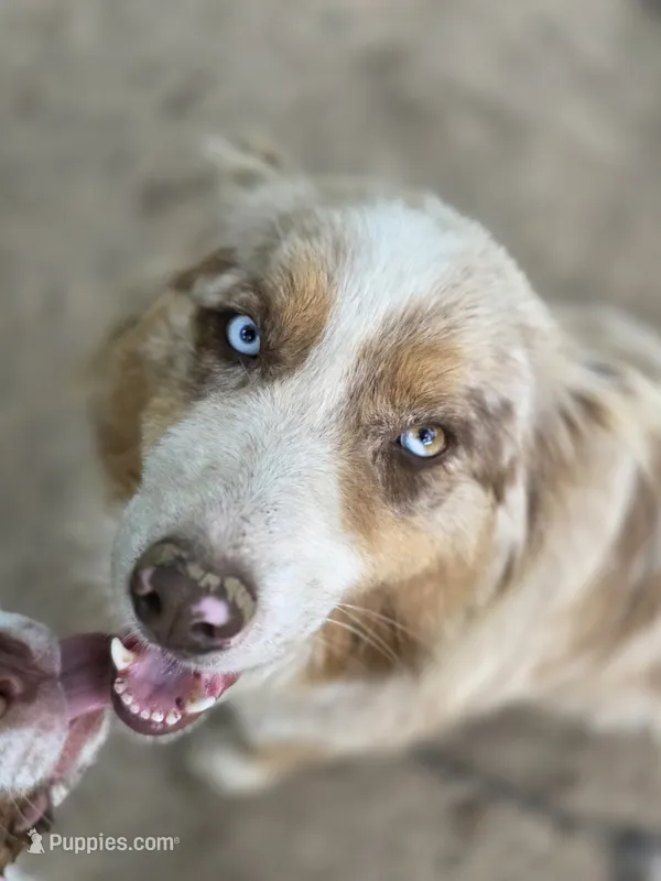 Everleigh (AKC) – Australian Shepherd puppy for sale in Wytheville, VA