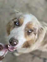 Everleigh (AKC), a female Australian Shepherd for sale in Wytheville, VA – 5 of 5