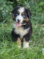 Rocky (❤️), a male Australian Shepherd for sale in Wytheville, VA – 3 of 9