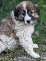 Oaklynn, a female Australian Shepherd and Great Pyrenees for sale in Wytheville, VA – Photo 4 of 10