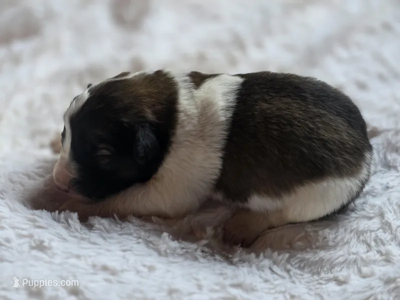 Oaklynn – Australian Shepherd, Great Pyrenees puppy for sale in Wytheville, VA