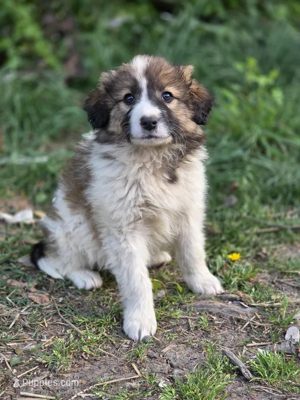 Oaklynn – Australian Shepherd, Great Pyrenees puppy for sale in Wytheville, VA