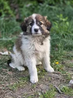 Oaklynn, a female Australian Shepherd and Great Pyrenees for sale in Wytheville, VA – Photo 1 of 10