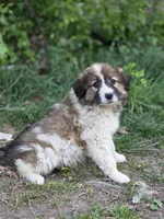 Oaklynn, a female Australian Shepherd and Great Pyrenees for sale in Wytheville, VA – Photo 3 of 10