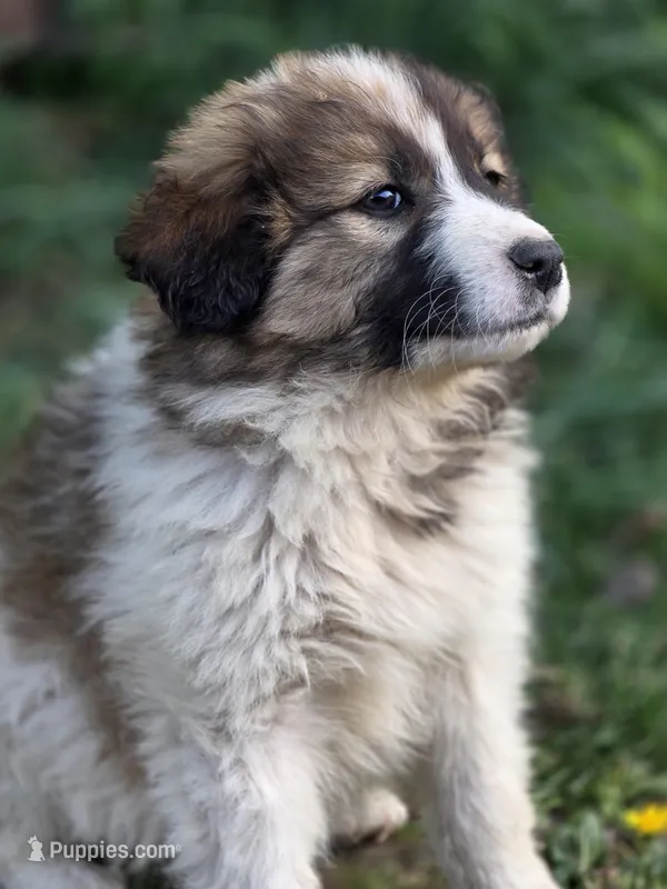 Oaklynn – Australian Shepherd, Great Pyrenees puppy for sale in Wytheville, VA