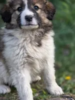 Oaklynn, a female Australian Shepherd and Great Pyrenees for sale in Wytheville, VA – Photo 5 of 10