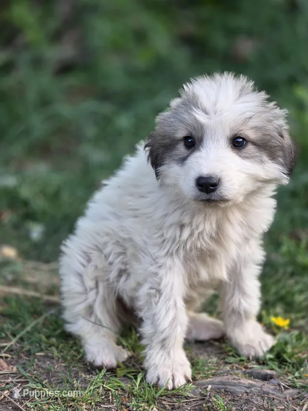 Alder (AKC) – Great Pyrenees puppy for sale in Wytheville, VA