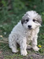 Alder (AKC), a male Great Pyrenees for sale in Wytheville, VA – Photo 1 of 8