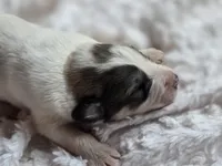 Alder (AKC), a male Great Pyrenees for sale in Wytheville, VA – Photo 2 of 7