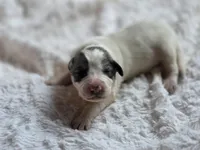 Alder (AKC), a male Great Pyrenees for sale in Wytheville, VA – Photo 3 of 7