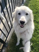 Alder (AKC), a male Great Pyrenees for sale in Wytheville, VA – Photo 5 of 7