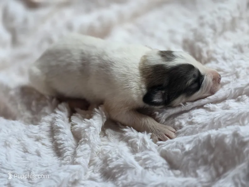 Alder (AKC) – Great Pyrenees puppy for sale in Wytheville, VA