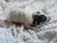 Alder (AKC), a male Great Pyrenees for sale in Wytheville, VA – Photo 1 of 7