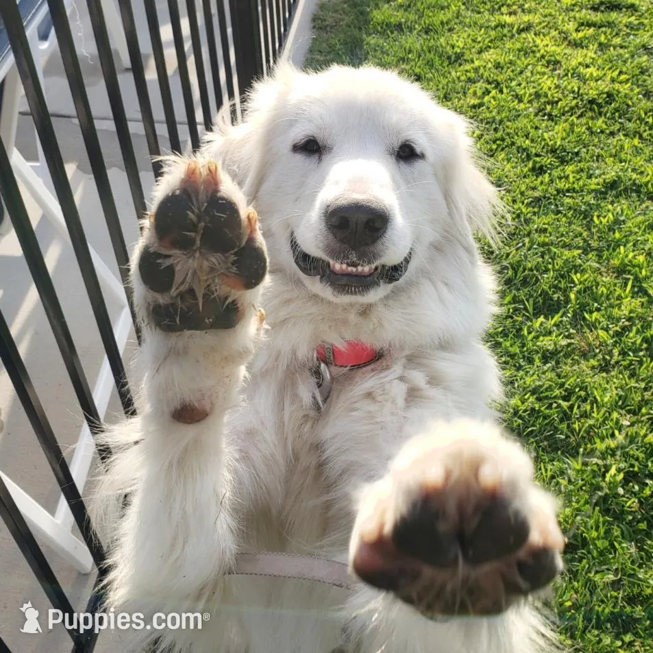 Alder (AKC), a male Great Pyrenees for sale in Wytheville, VA – Photo 4 of 7
