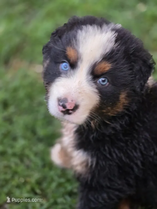 Rocky (❤️) – Australian Shepherd puppy for sale in Wytheville, VA