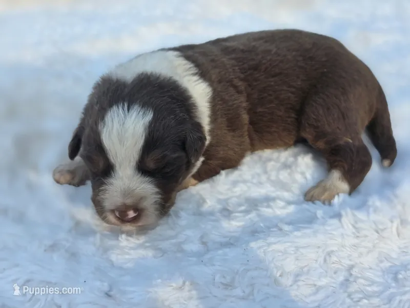 Huck – Australian Shepherd puppy for sale in Wytheville, VA