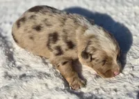 Whiskey , a male Australian Shepherd for sale in Wytheville, VA – 4 of 7
