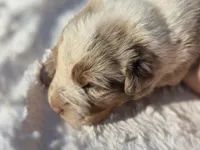 Sienna , a female Australian Shepherd for sale in Wytheville, VA – 3 of 7