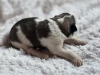 Oaklynn, a female Australian Shepherd and Great Pyrenees for sale in Wytheville, VA – Photo 2 of 5