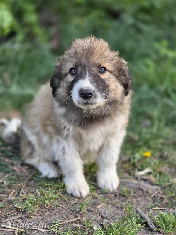 Camden – Australian Shepherd, Great Pyrenees puppy for sale in Wytheville, VA