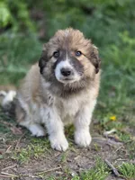 Camden, a male Australian Shepherd and Great Pyrenees for sale in Wytheville, VA – Photo 1 of 9