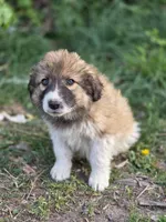 Camden, a male Australian Shepherd and Great Pyrenees for sale in Wytheville, VA – Photo 2 of 9