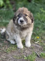 Camden, a male Australian Shepherd and Great Pyrenees for sale in Wytheville, VA – Photo 3 of 9