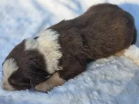 Huck, a male Australian Shepherd for sale in Wytheville, VA – 3 of 7