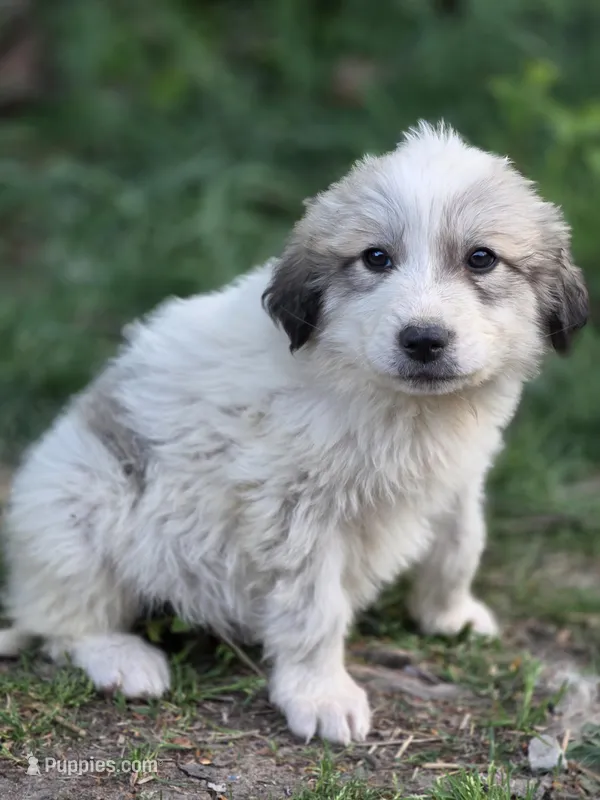 Briar (AKC) – Great Pyrenees puppy for sale in Wytheville, VA