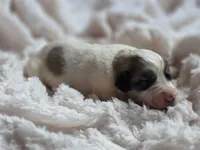 Briar (AKC), a male Great Pyrenees for sale in Wytheville, VA – Photo 2 of 7