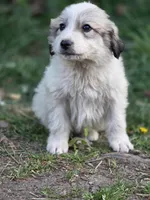 Briar (AKC), a male Great Pyrenees for sale in Wytheville, VA – Photo 2 of 9