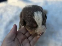 Huck, a male Australian Shepherd for sale in Wytheville, VA – 5 of 7