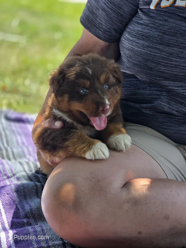 Indie (💜) – Australian Shepherd puppy for sale in Wytheville, VA