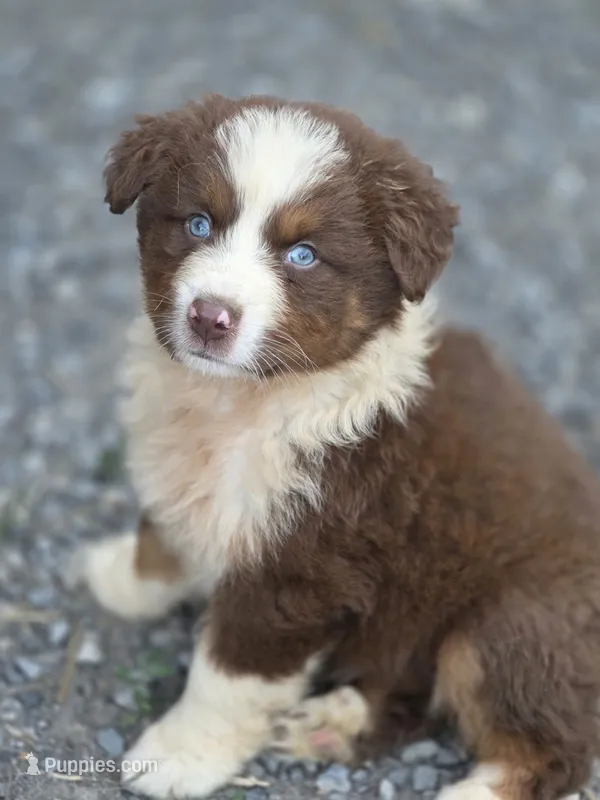 Huck (💚) – Australian Shepherd puppy on hold in Wytheville, VA