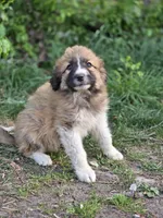 Cedar, a male Australian Shepherd and Great Pyrenees for sale in Wytheville, VA – Photo 2 of 9